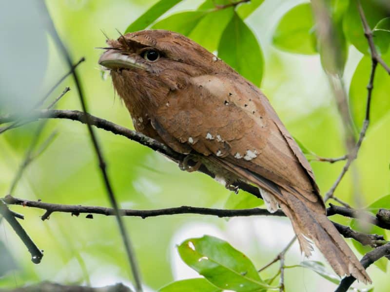 Sri Lanka Frogmouth