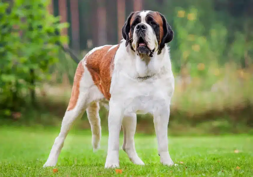 St Bernard