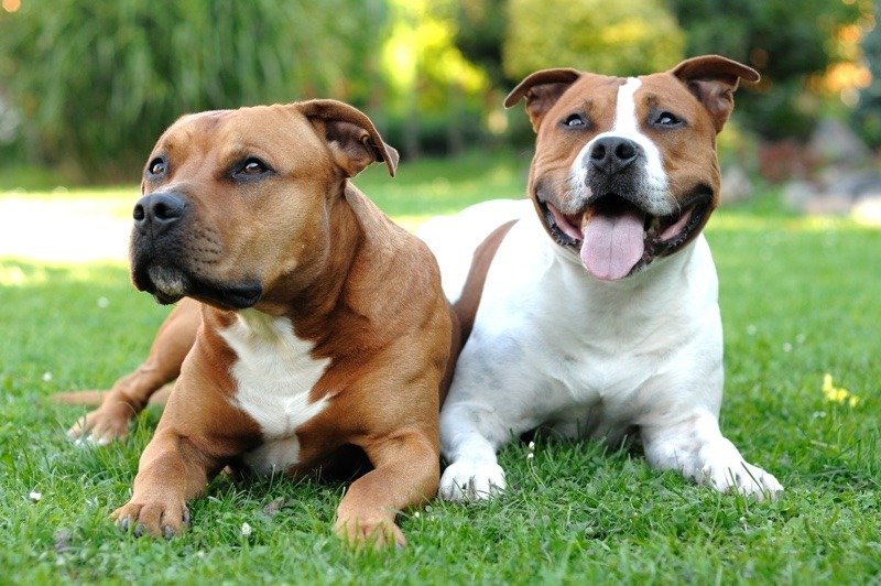 Staffordshire Bull Terriers