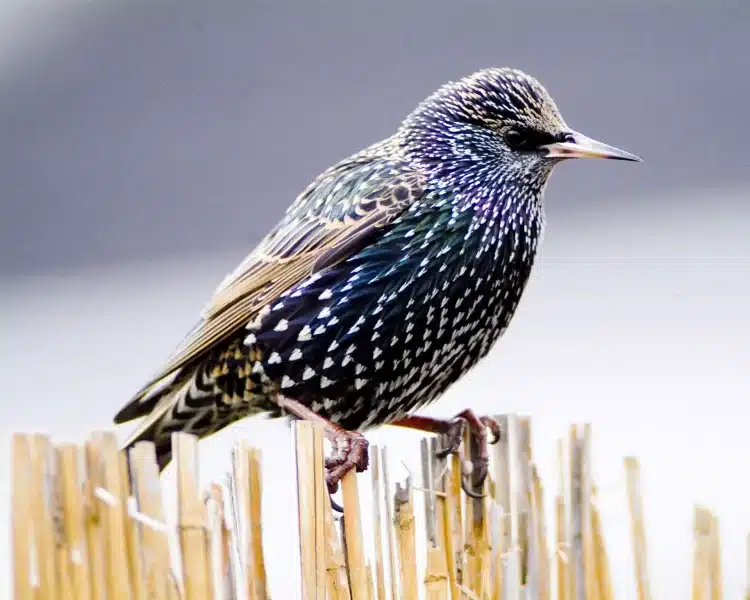 Starling