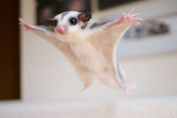 Sugar Glider