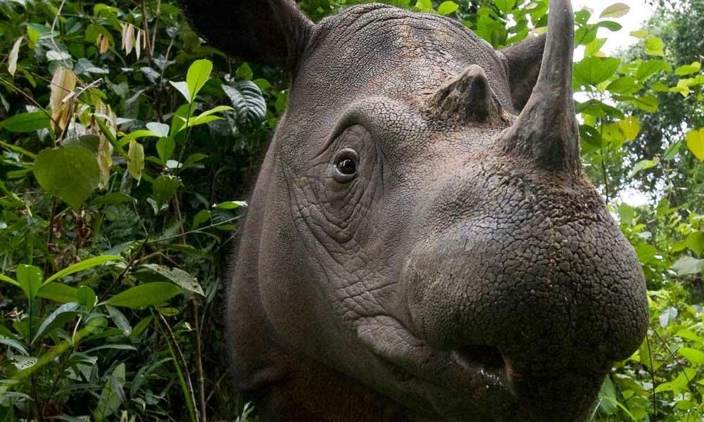 Sumatran Rhino