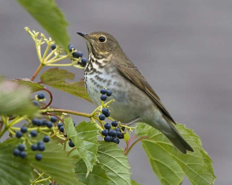 Swainson’s Thrush