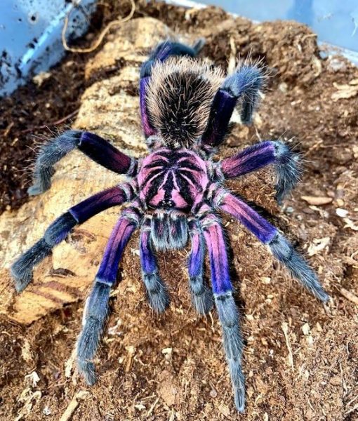 Tarantula