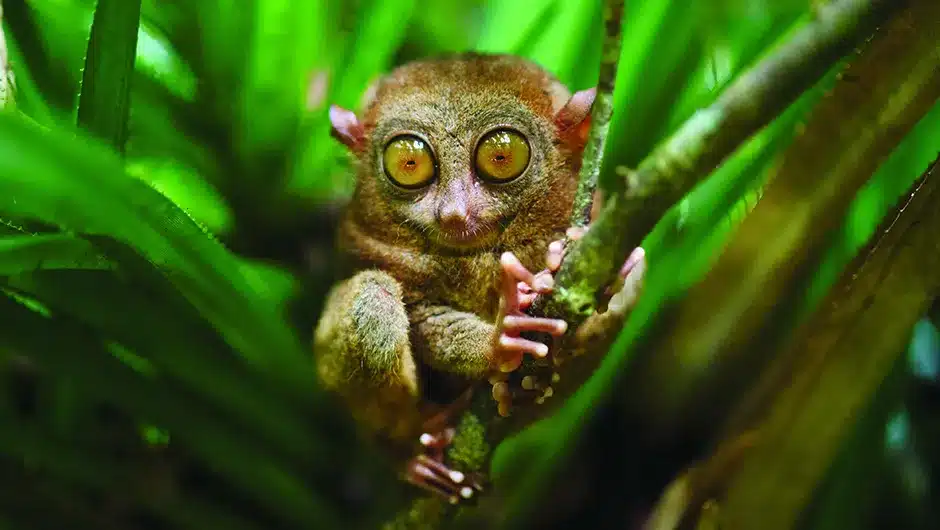  Tarsier