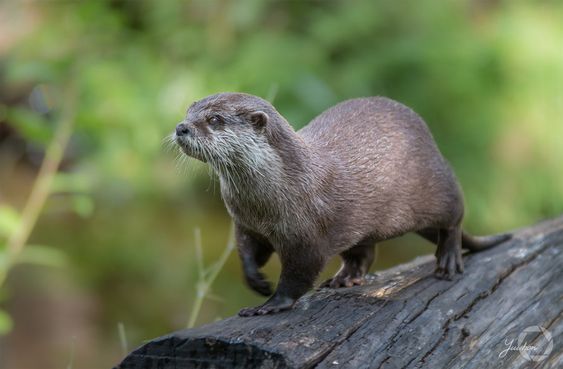 The Asian Small Clawed Otter (Aonyx cinereus)