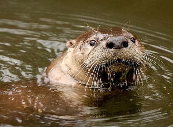 The North American River Otter (Lontra Canadensis)