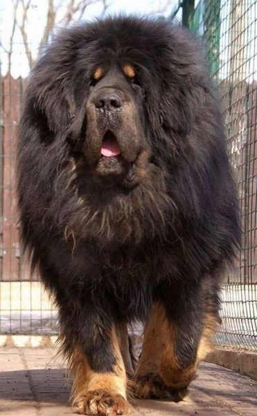 Tibetan Mastiff