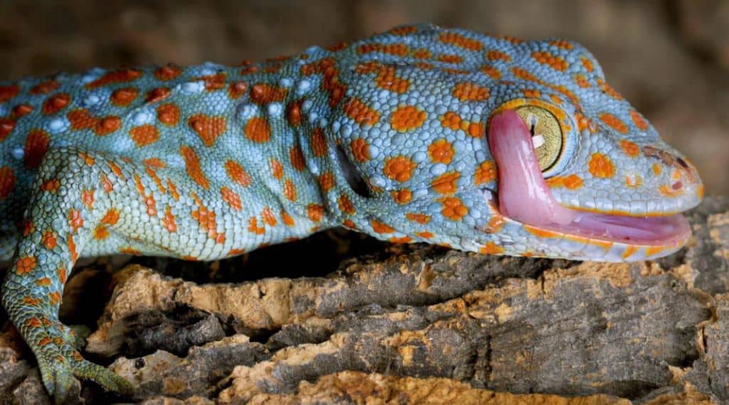 Tokay Geckos