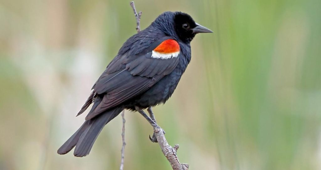 Tricolored Blackbird