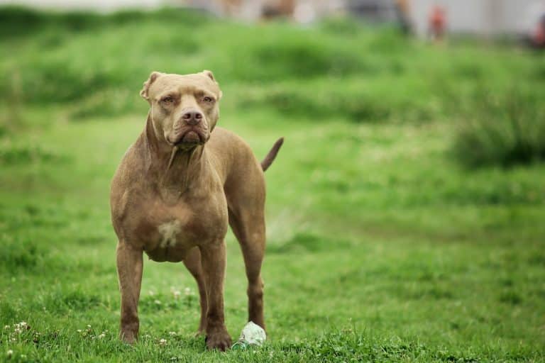 7 Types of Pitbulls: A Comprehensive Guide