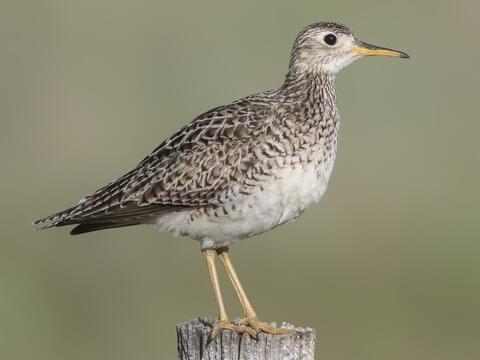 Upland Sandpiper