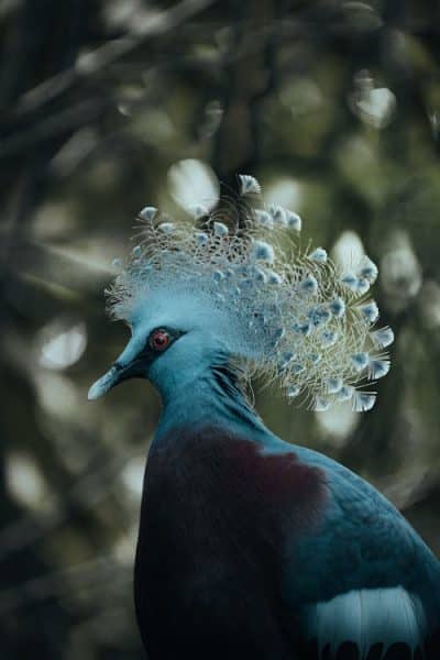 Victoria Crowned Pigeon