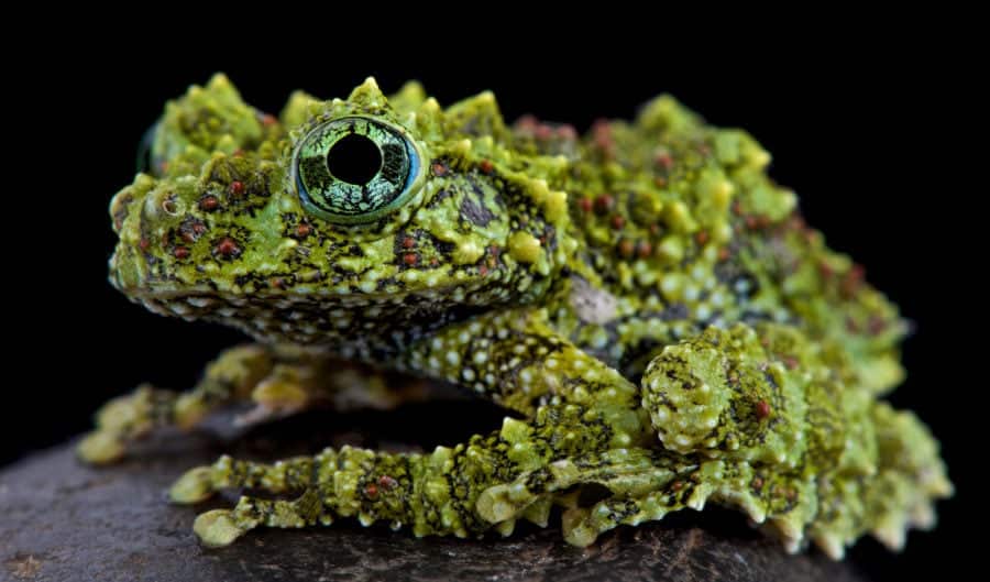 Vietnamese-Mossy-Frog