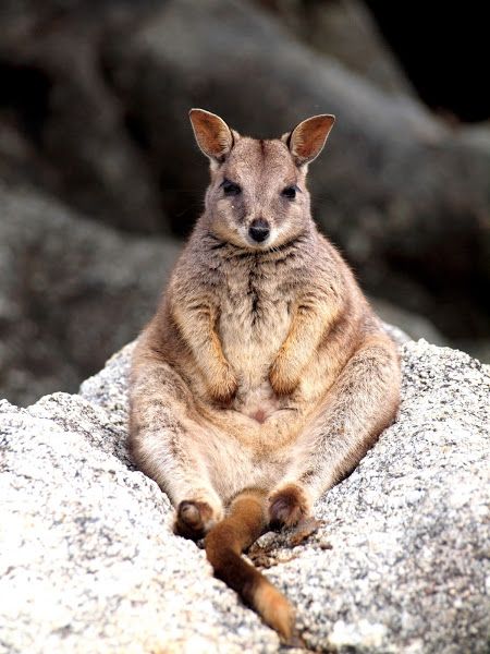 Wallaby