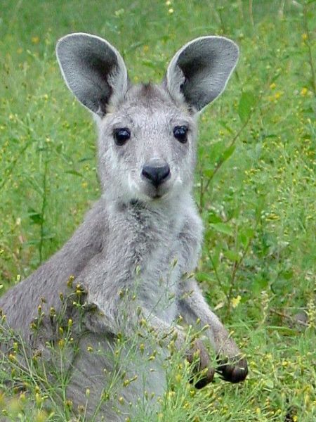 Wallaroo