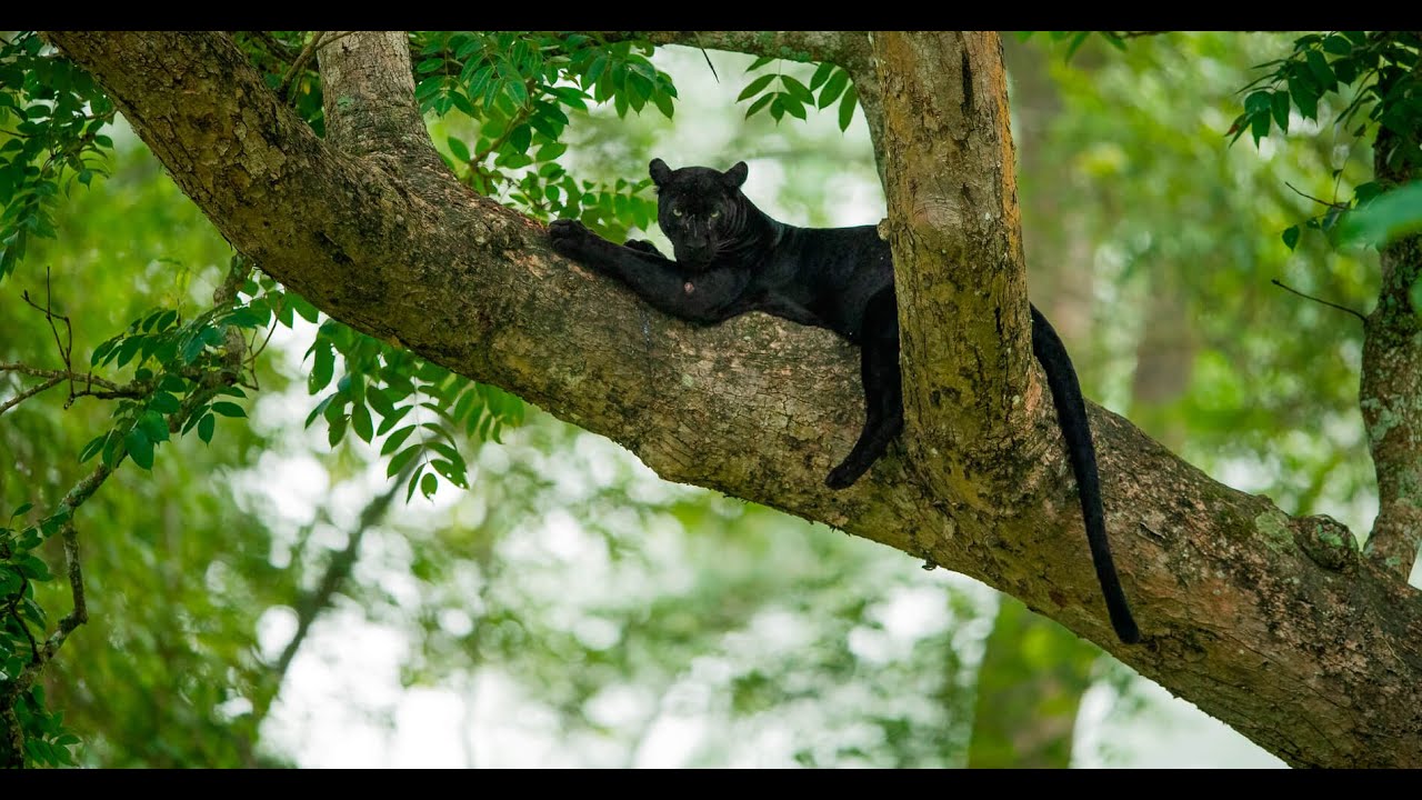 What Do Black Panthers Look Like: Behavior and Lifestyle