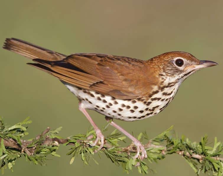 Wood Thrush