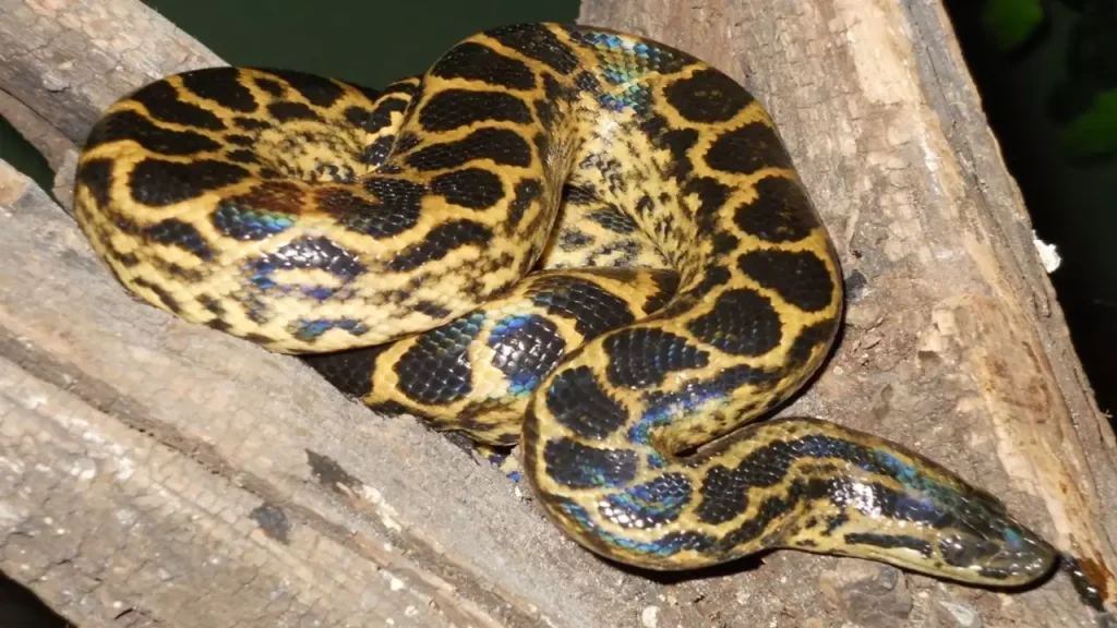 Yellow Anaconda (Eunectes Notaeus)