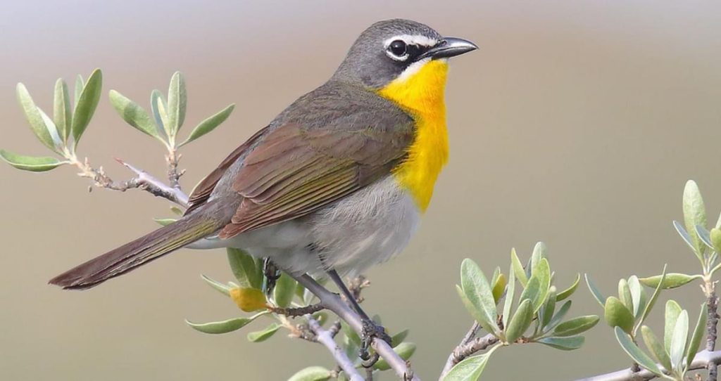 Yellow-Breasted Chat