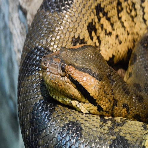 A Walkthrough Massive Snake – Anaconda