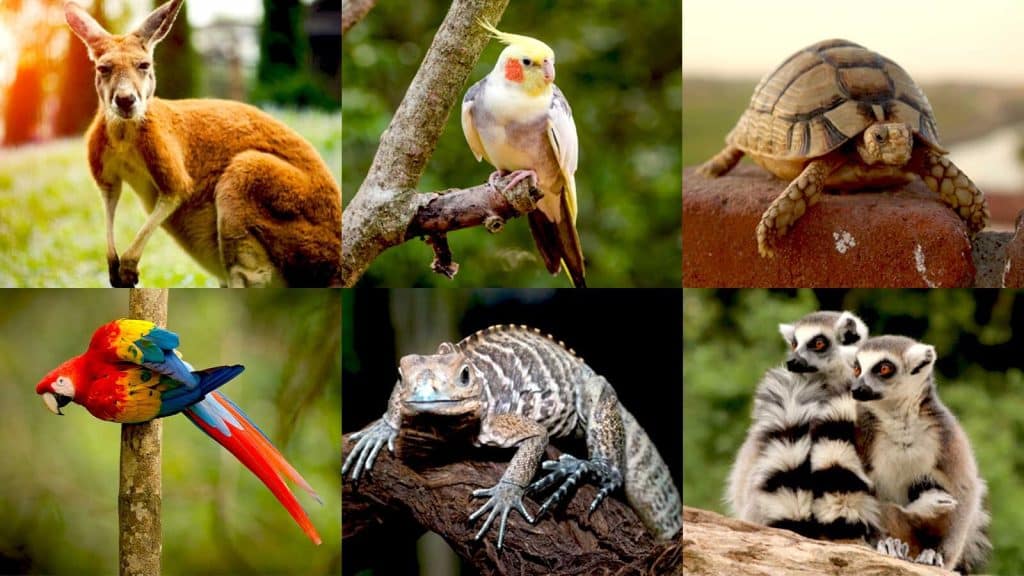 exotic animals