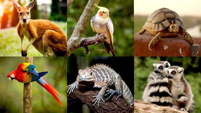 30 Cool Exotic Animals: The Interesting World of Weird Pets