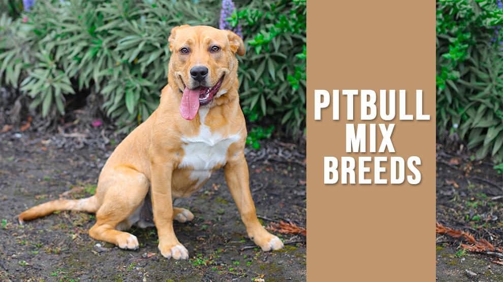 pitbull mixes