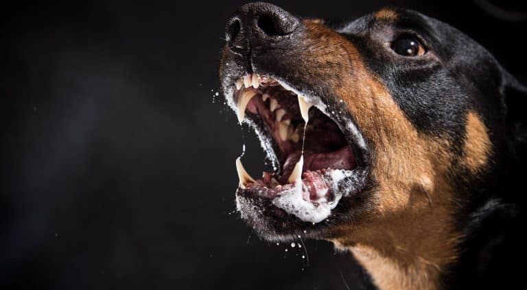 21 Scariest Dog Breeds: Unveiling the Myths